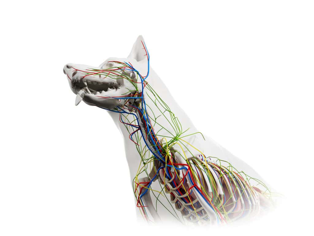 Dog canine