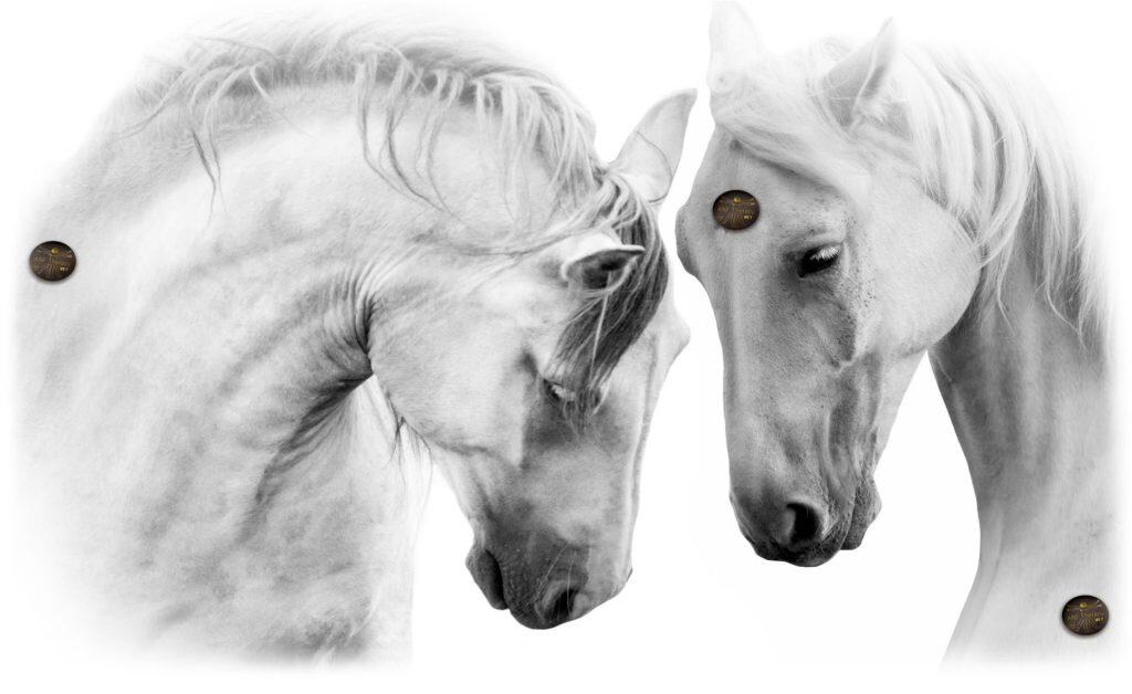 ANF Animal for horses
