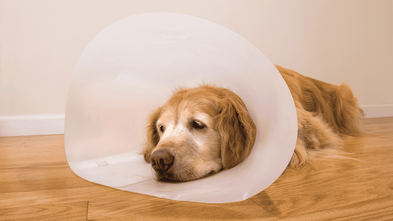 Top 5 Mobility Issues in Dogs