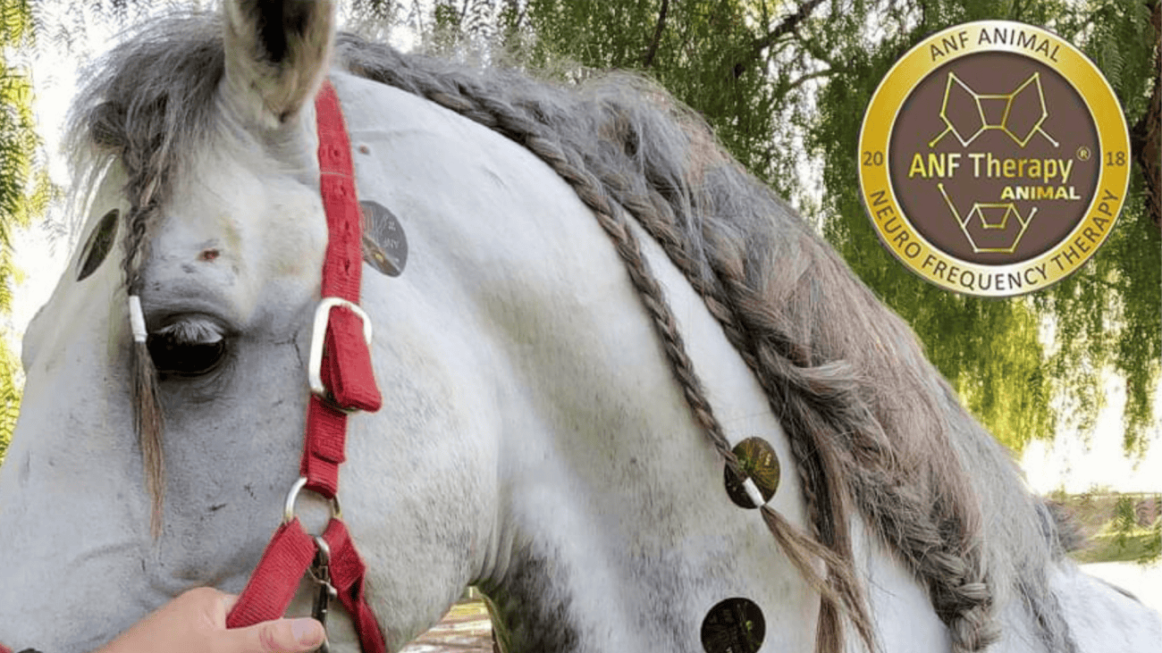 Frequency Therapy for Animals
