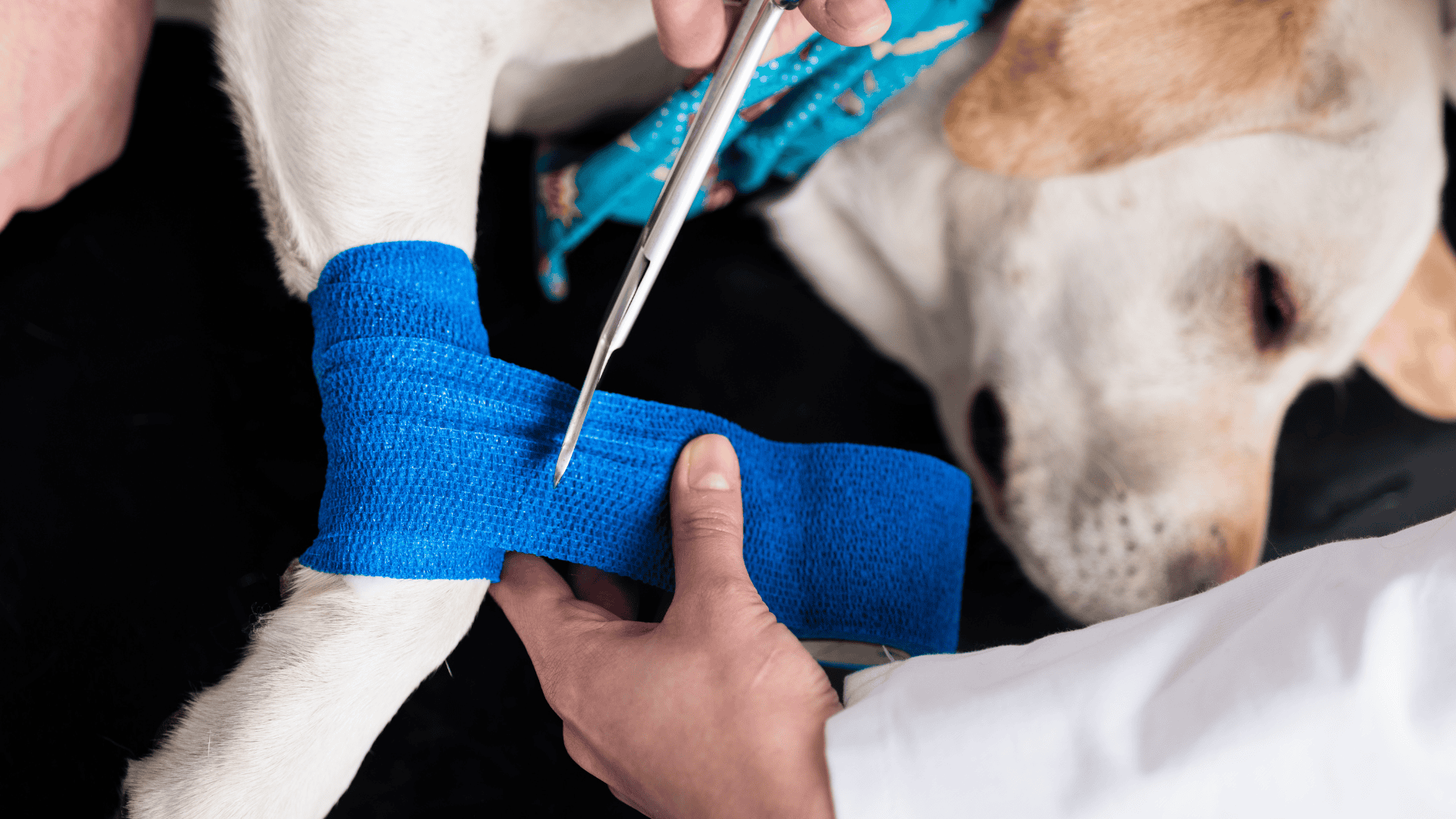 Bracing and Assistive Supports
