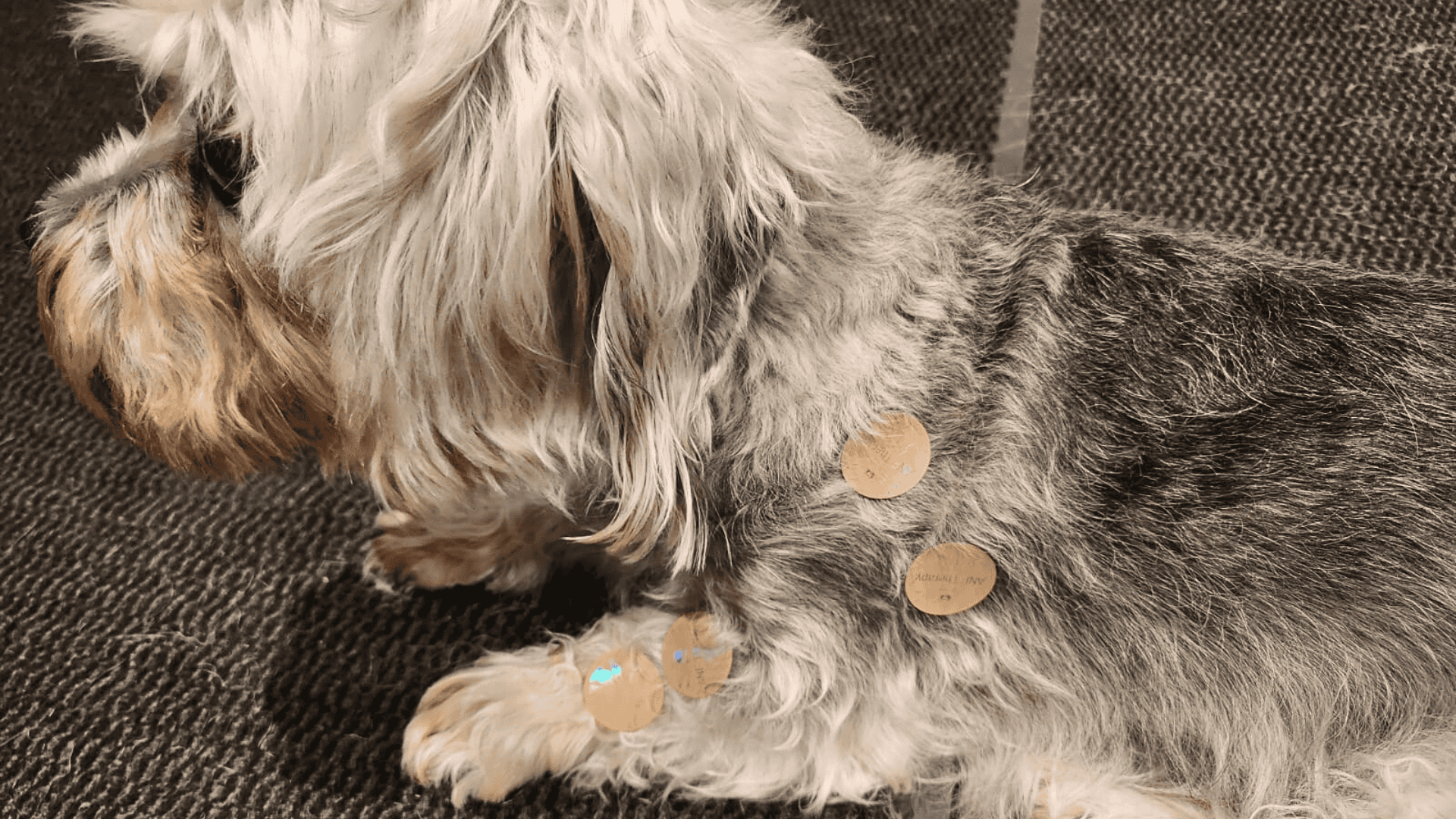 How ANF Animal Therapy® Supports Dog Mobility