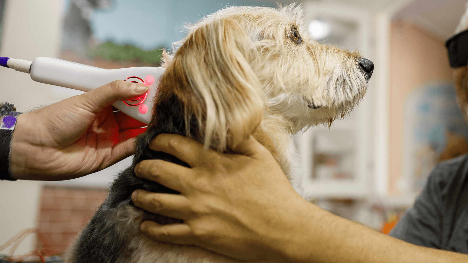 Dog Cold Laser Therapy