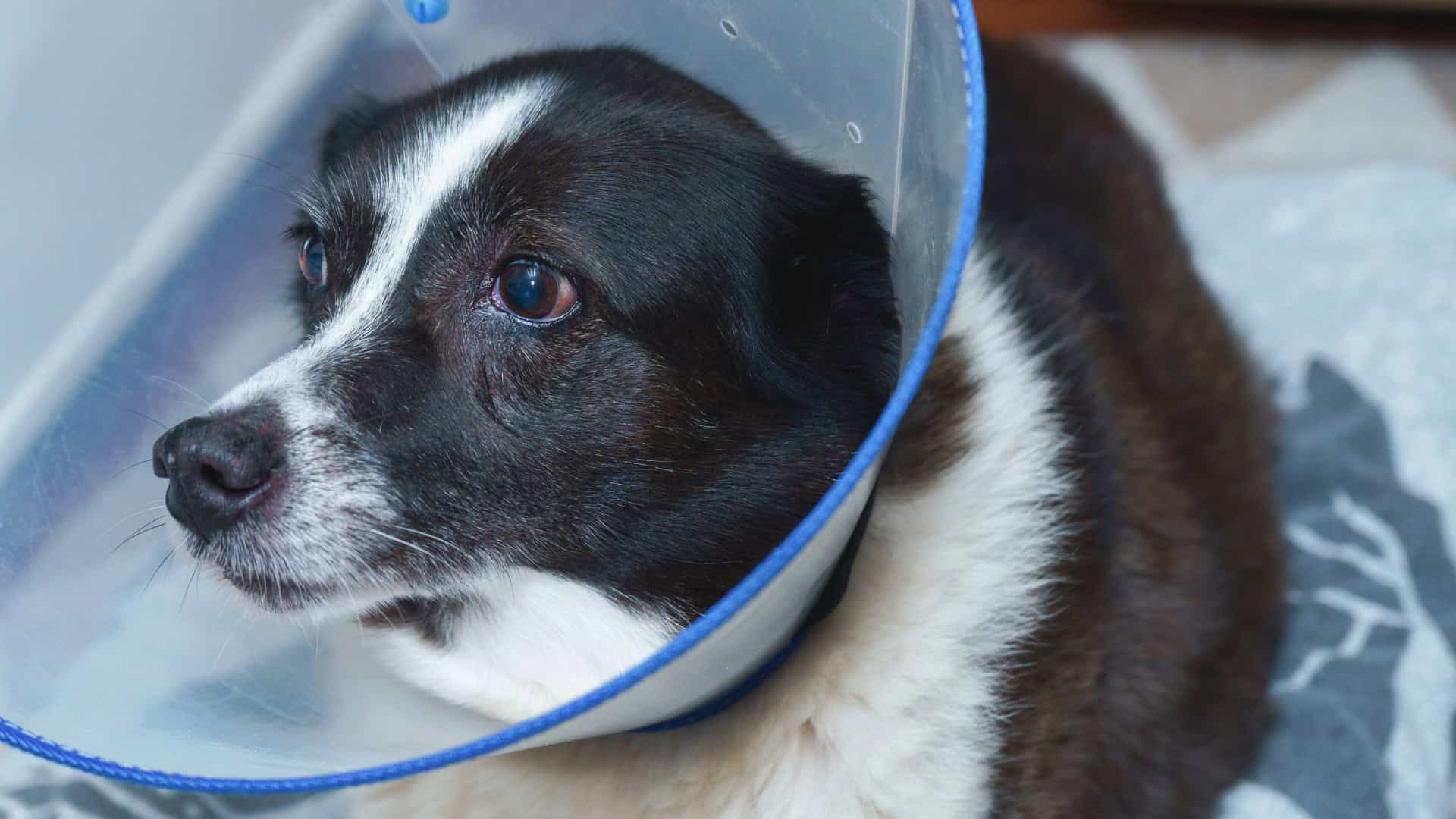 Pain Relief Options for Your Pet
