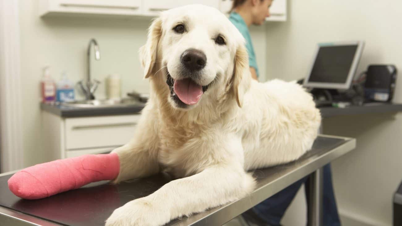 Pain Relief Options for Your Pet