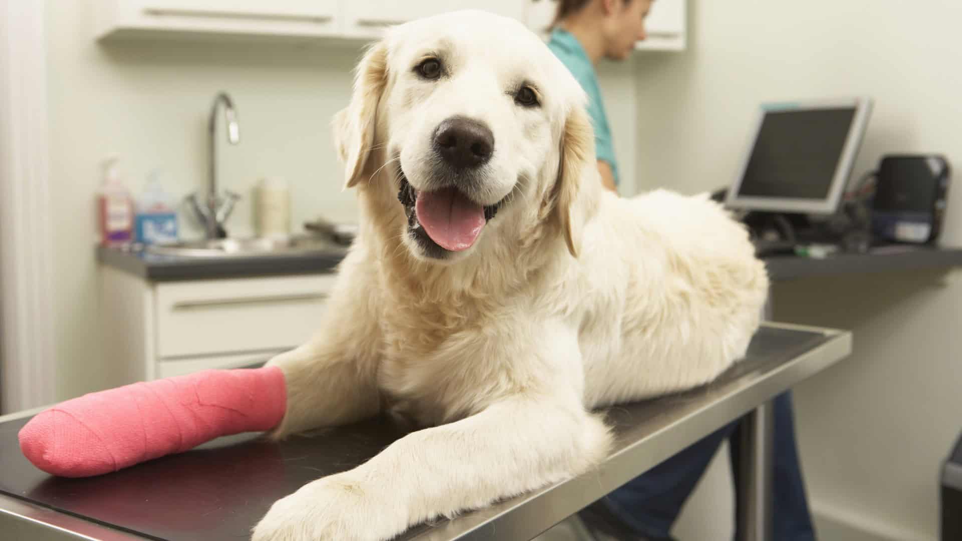 Pain Relief Options for Your Pet