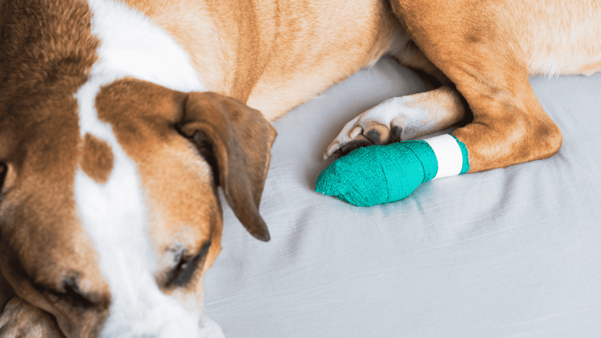A Guide for Pet Owners Who Want
