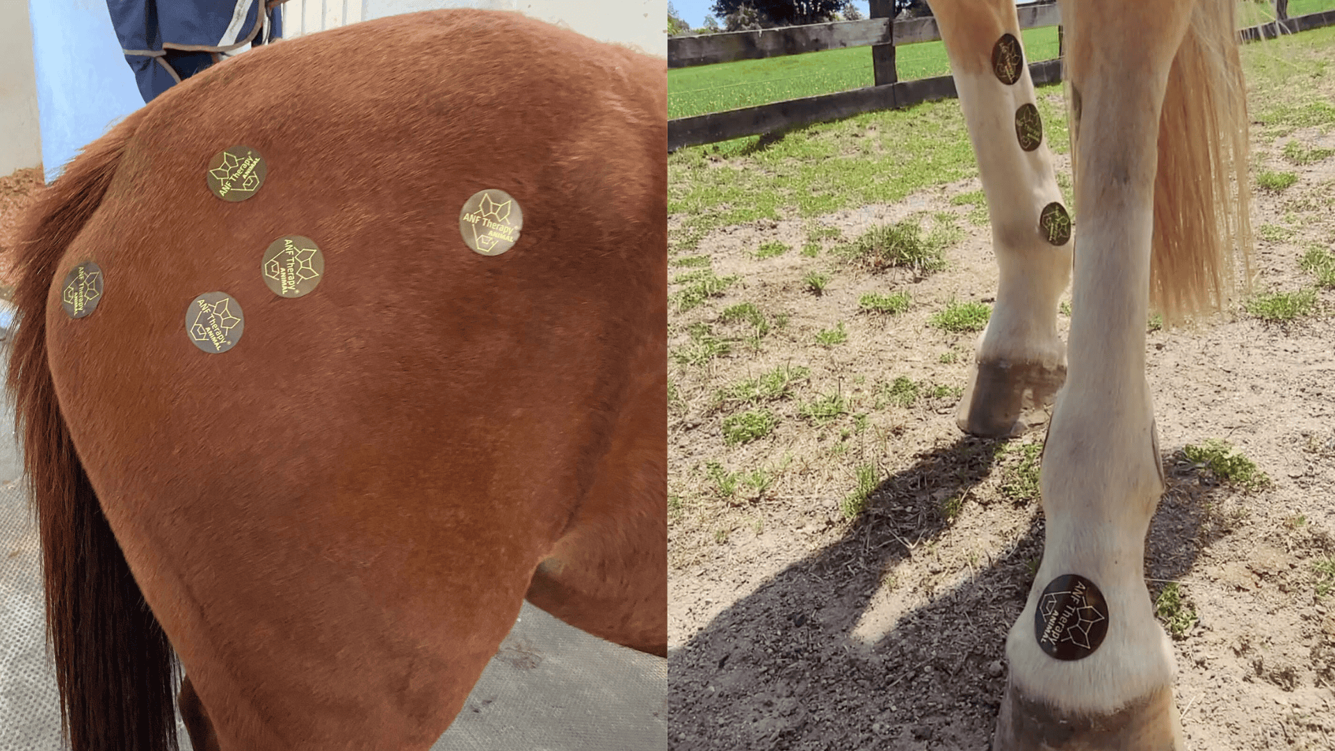 Animal Frequency Therapy Disc