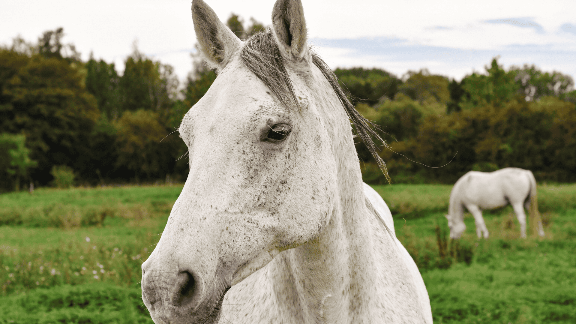 Equine Recovery Supporting Horses After Performance or Injury