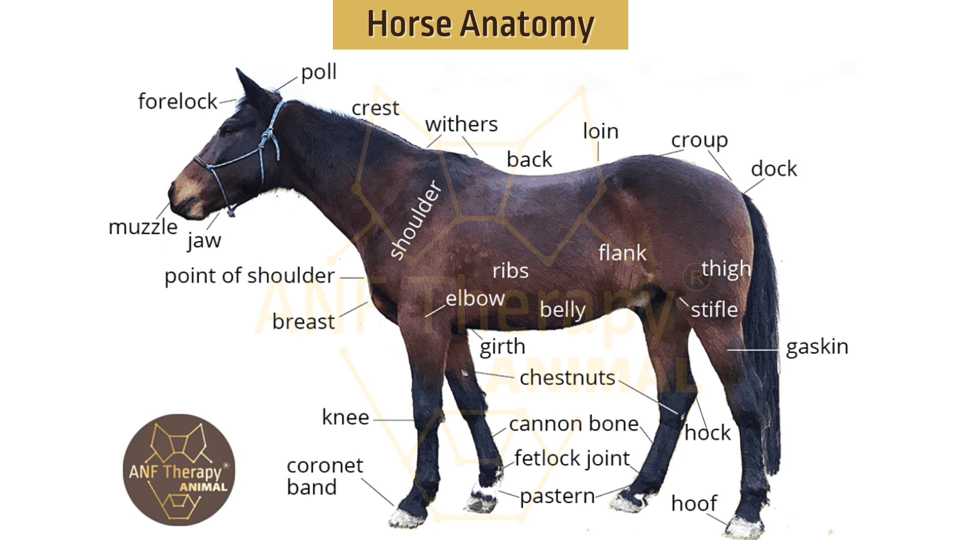 Equine Recovery