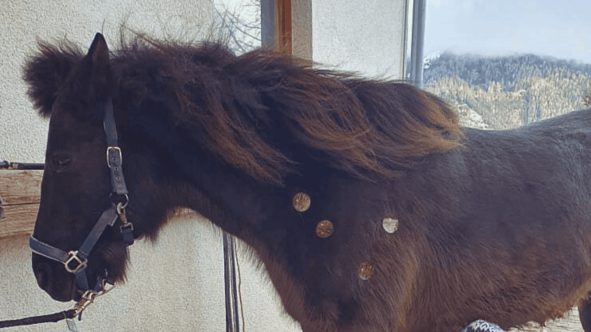 Frequency Therapy Animal