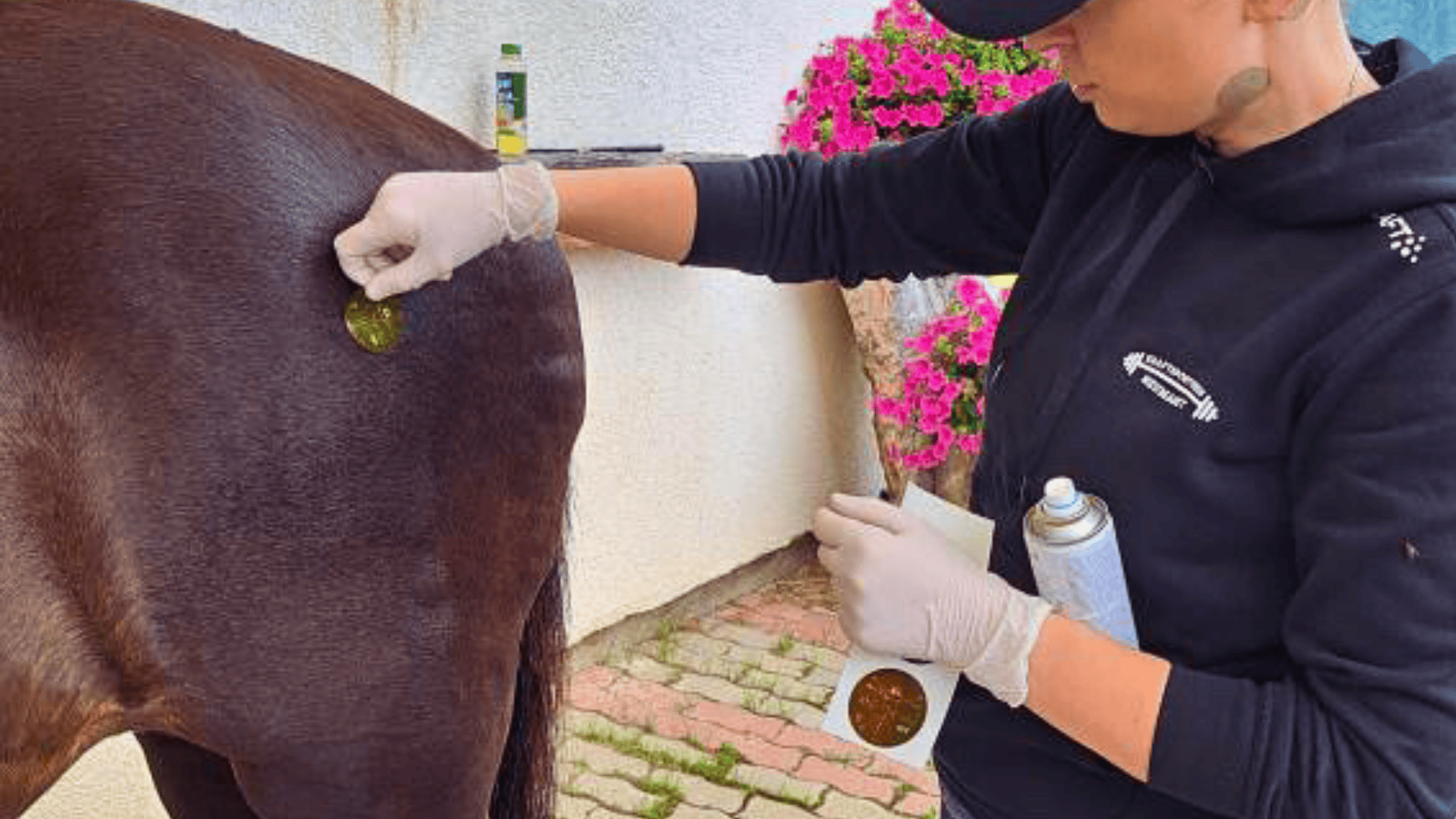 Frequency Therapy Disc for Your Animal