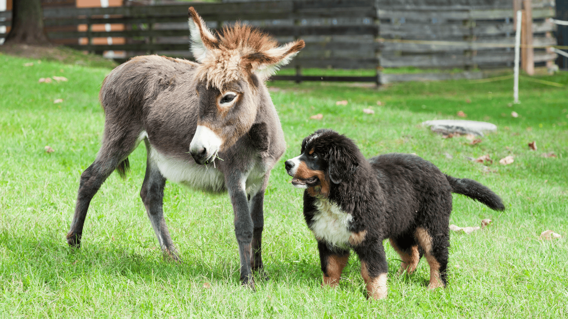 How Frequency Therapy Can Support Working and Sport Animals