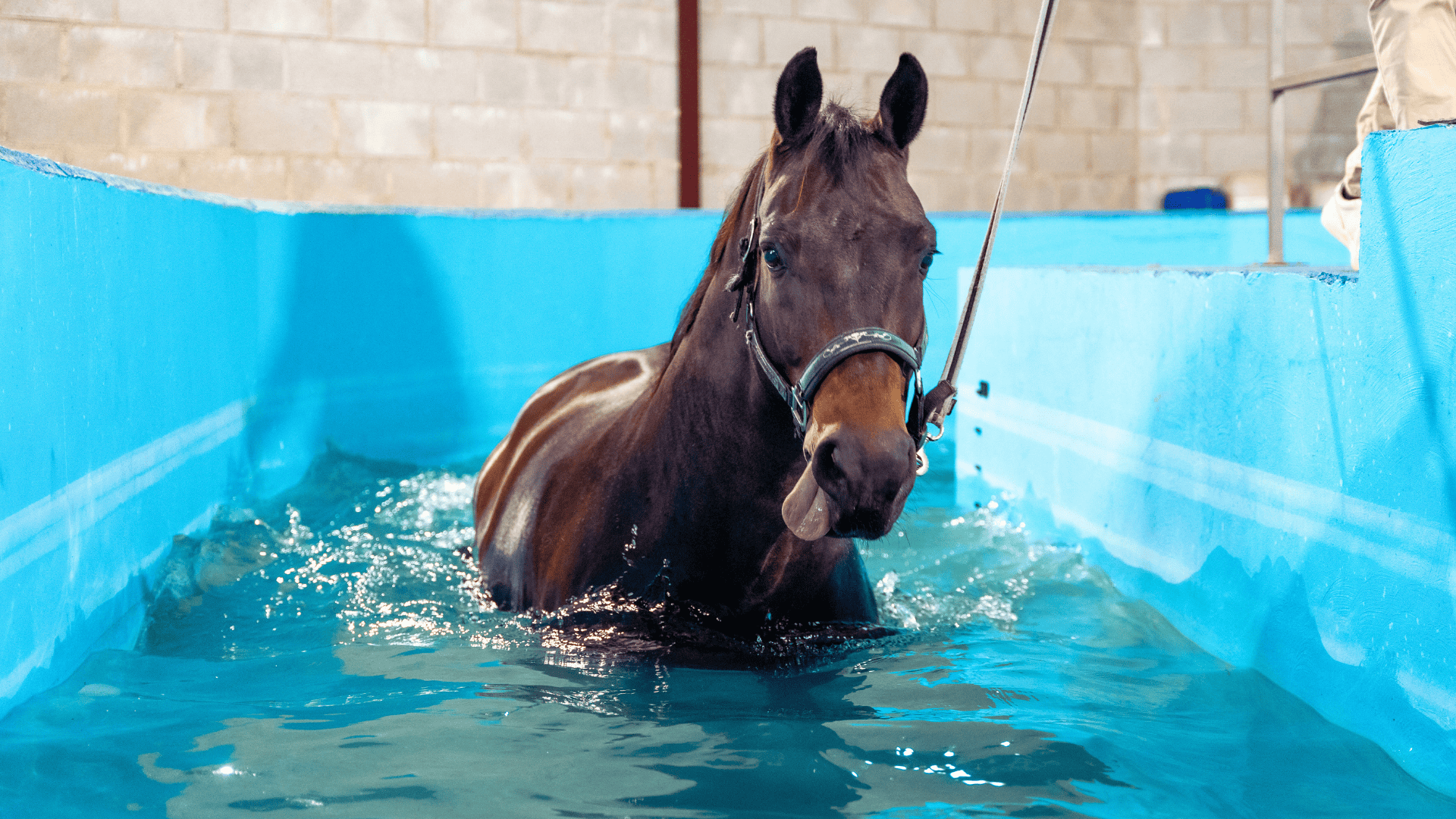 Pet Hydrotherapy