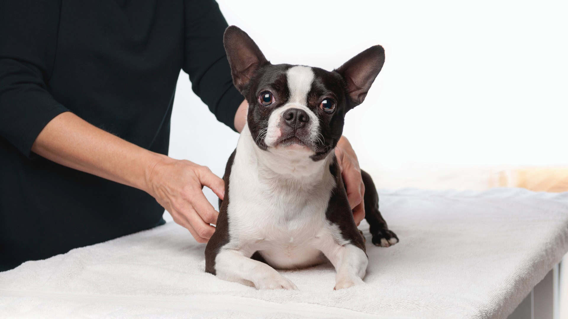 Physical Therapies for Pets