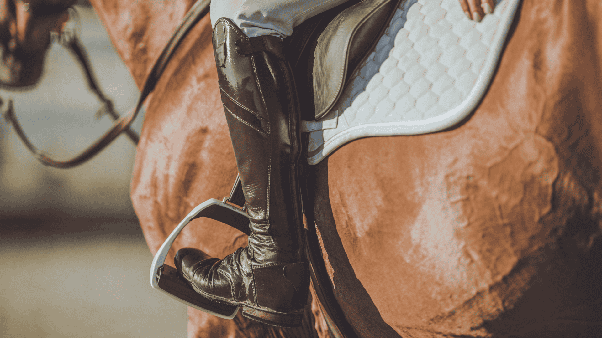 Support Working and Sport Animals