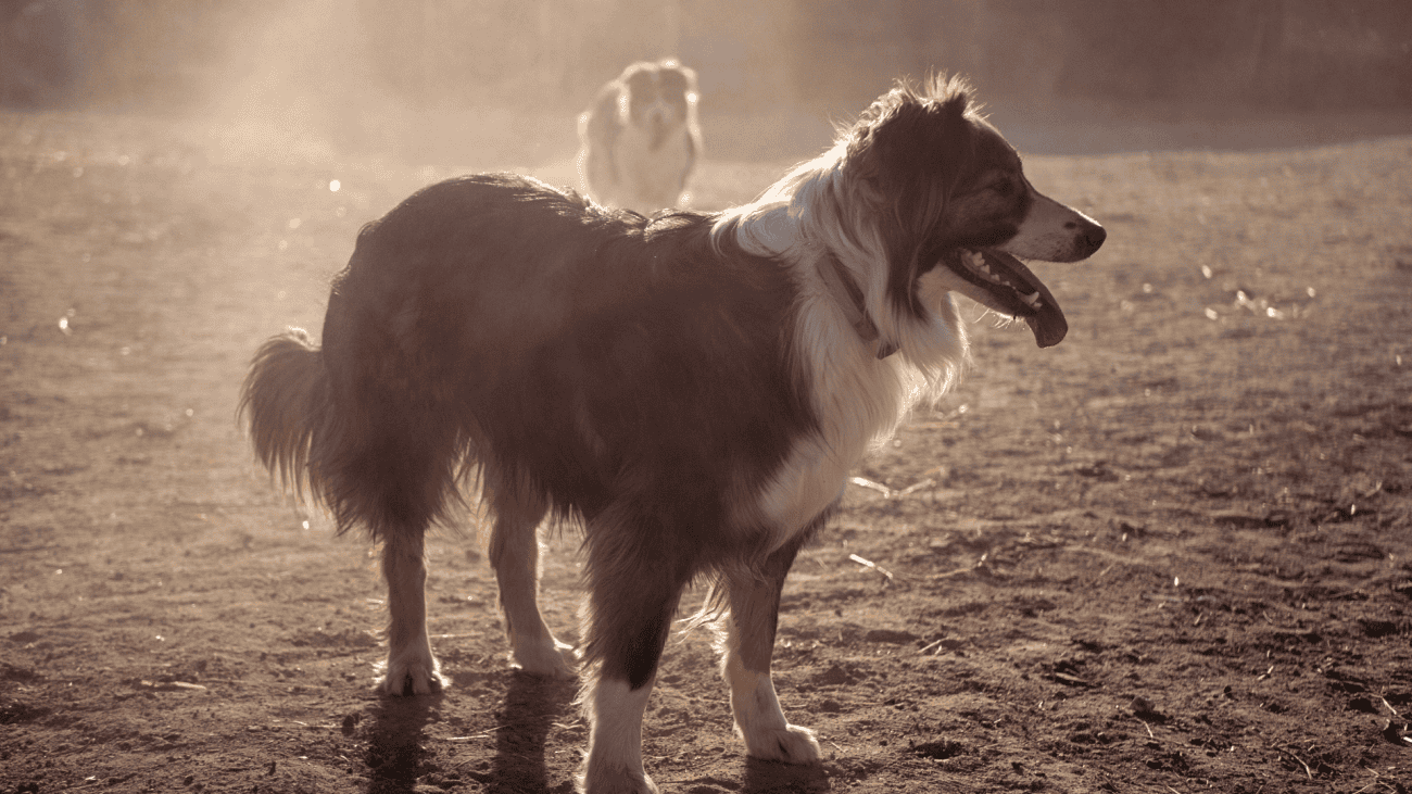 Supporting Working and Sport Dogs