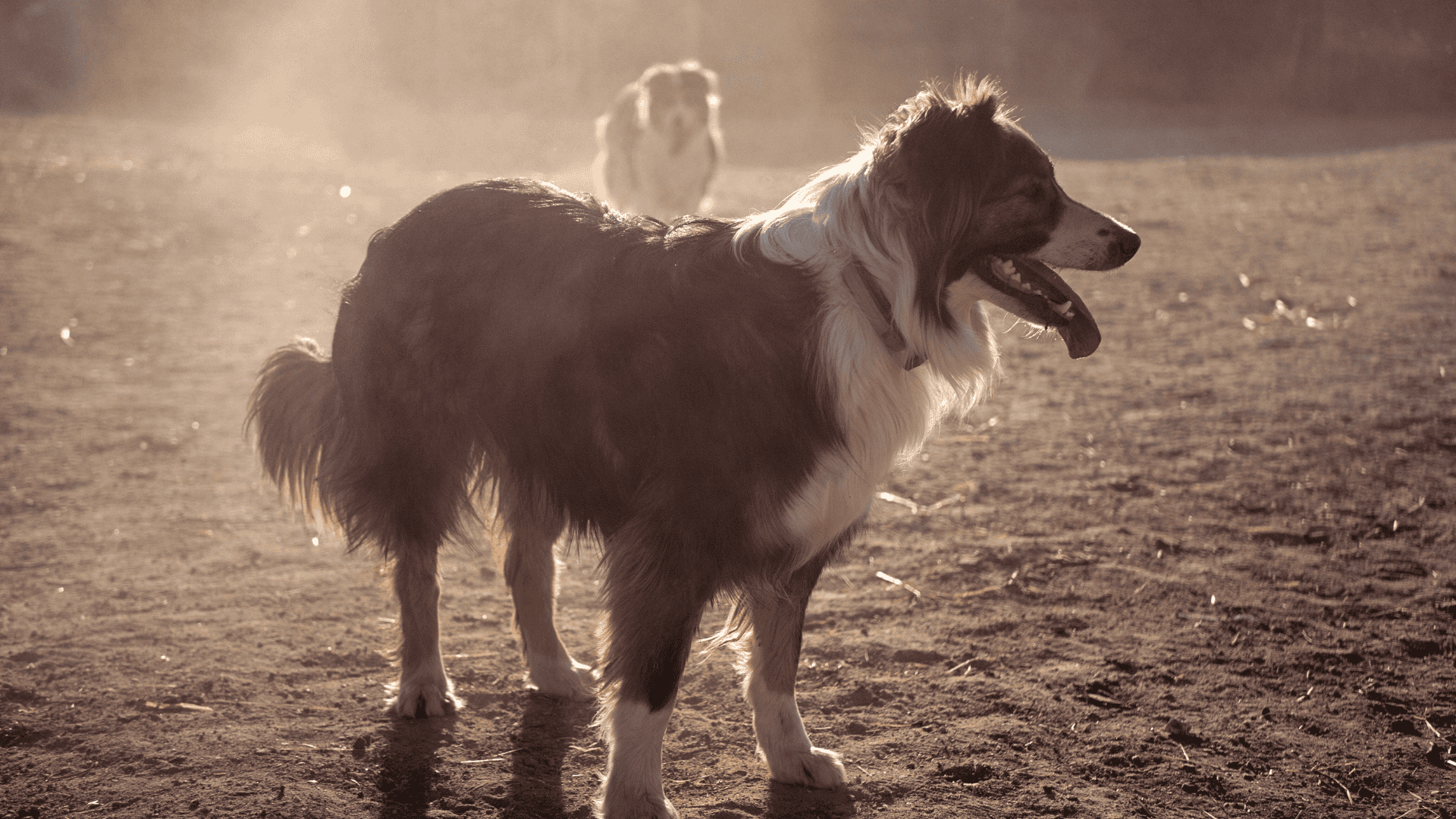 Supporting Working and Sport Dogs
