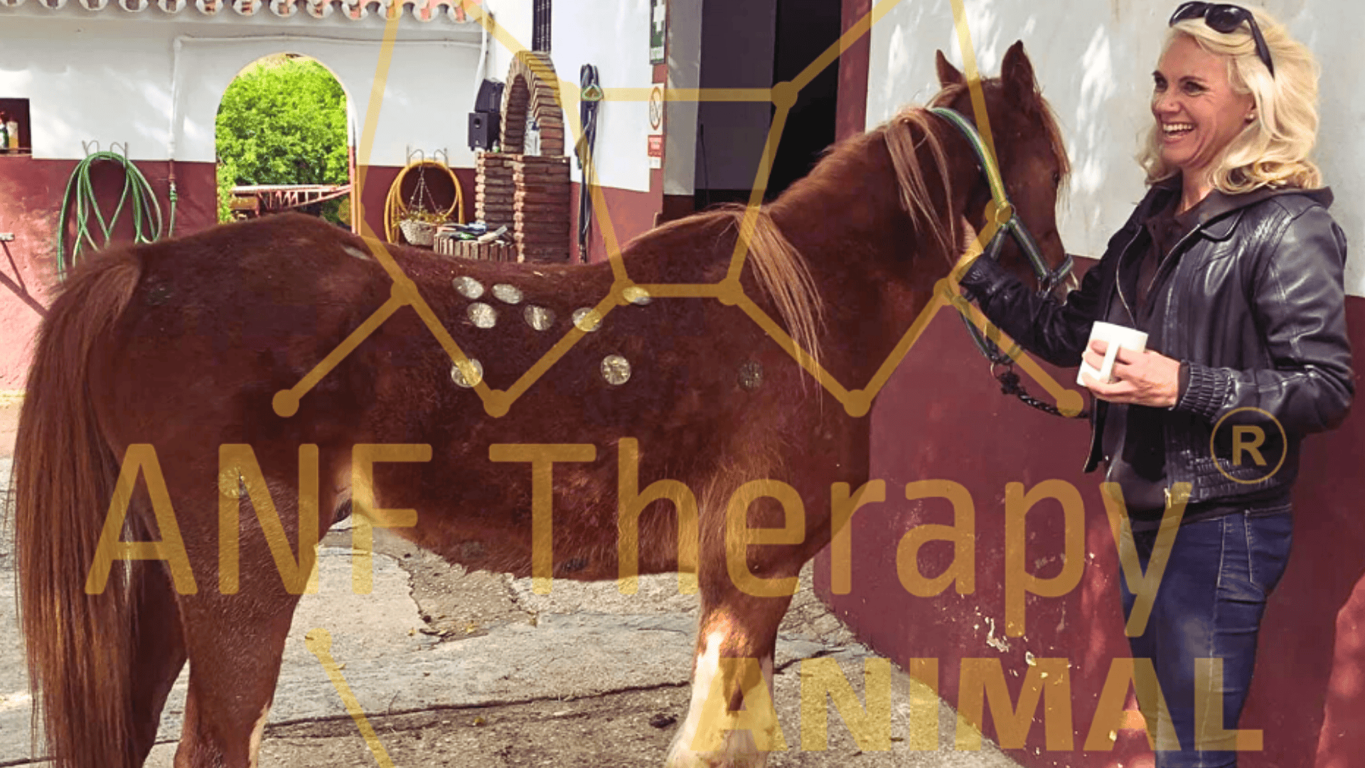 The Evolving Landscape of Equine Recovery