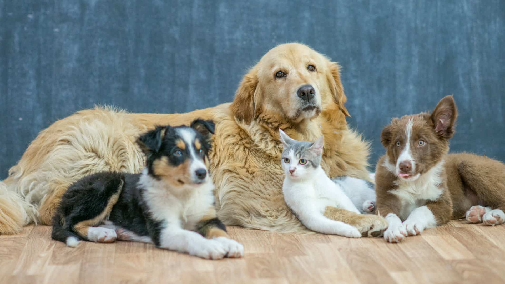 non invasive animal pain management