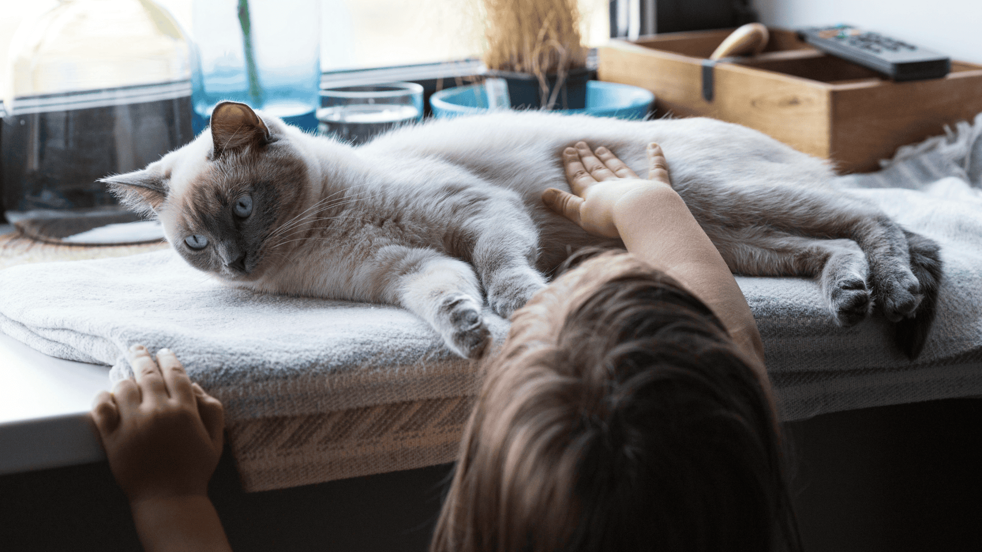 drug-free pain management for your pet