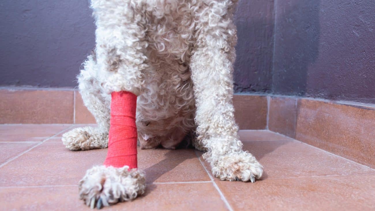Why Animals Still Need Non-Invasive Therapies