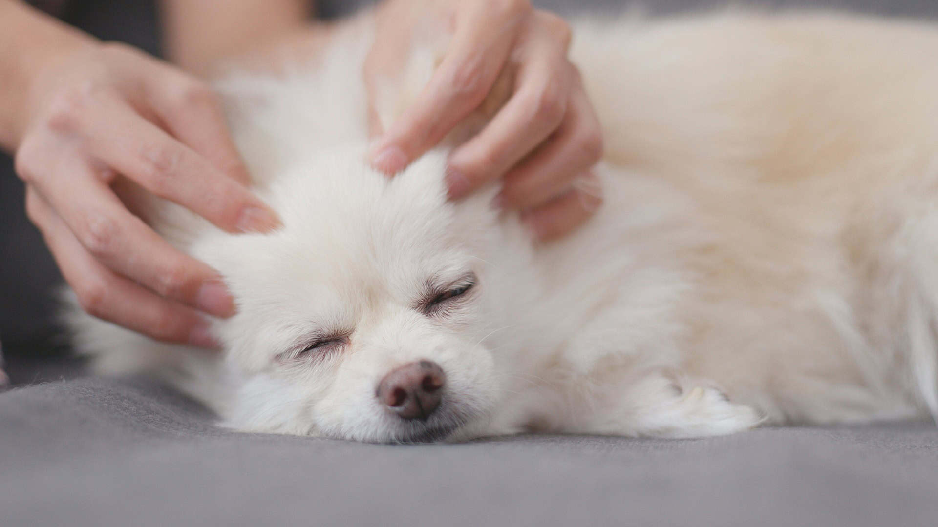 Stress, Comfort, and Healing