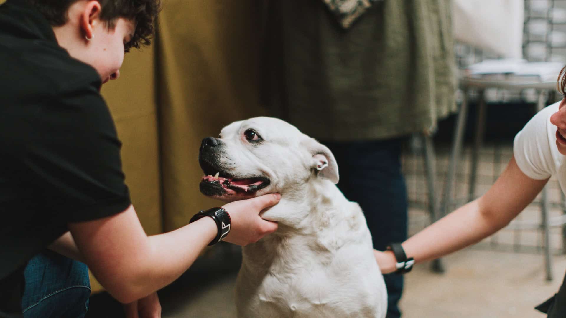 supportive veterinary therapies