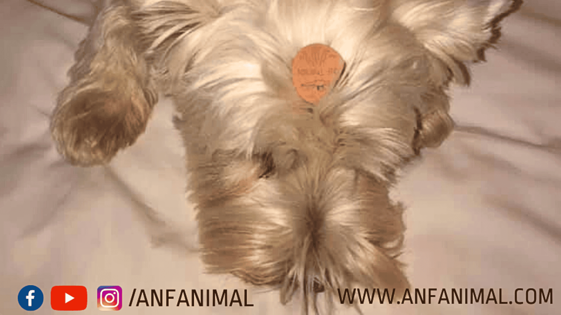 ANF Animal Therapy A Frequency-Based Approach