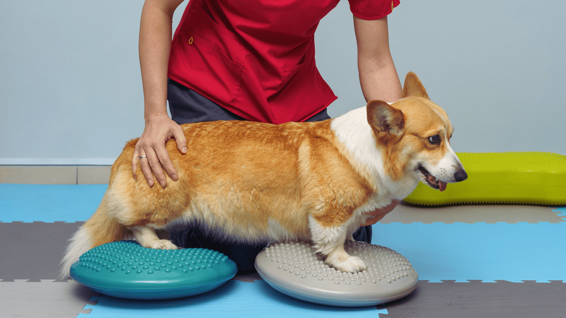 physical therapy dog