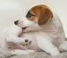Can Allergies in Dogs Cause Vomiting