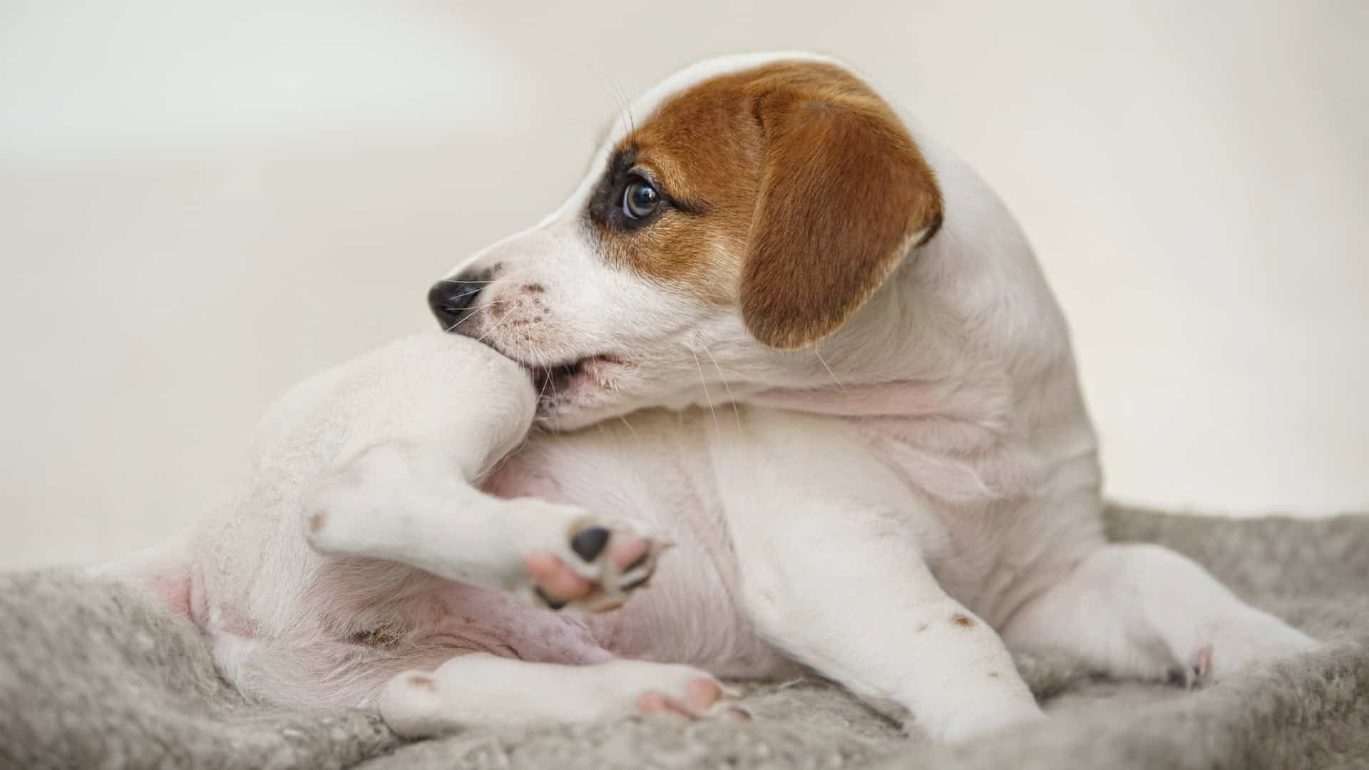 Can Allergies in Dogs Cause Vomiting
