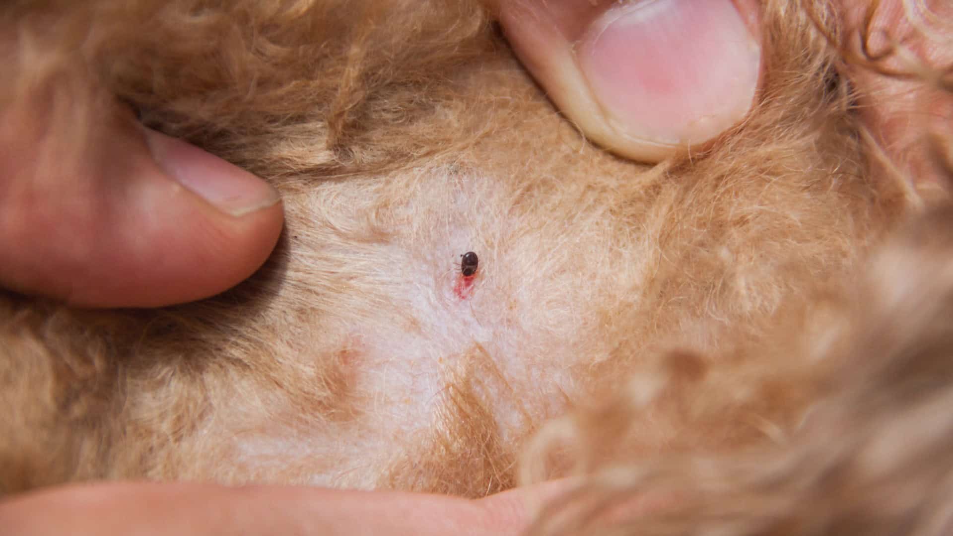 Flea Allergies
