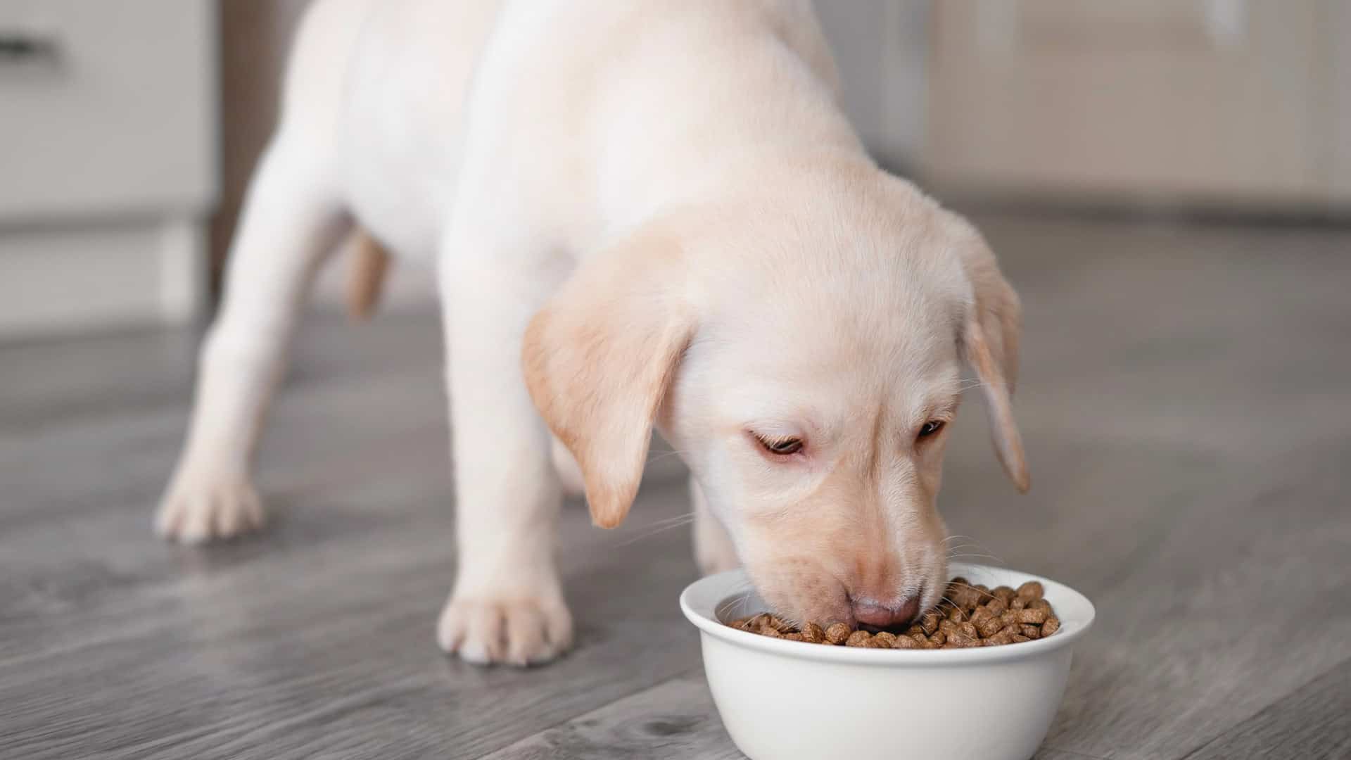 Food Allergies