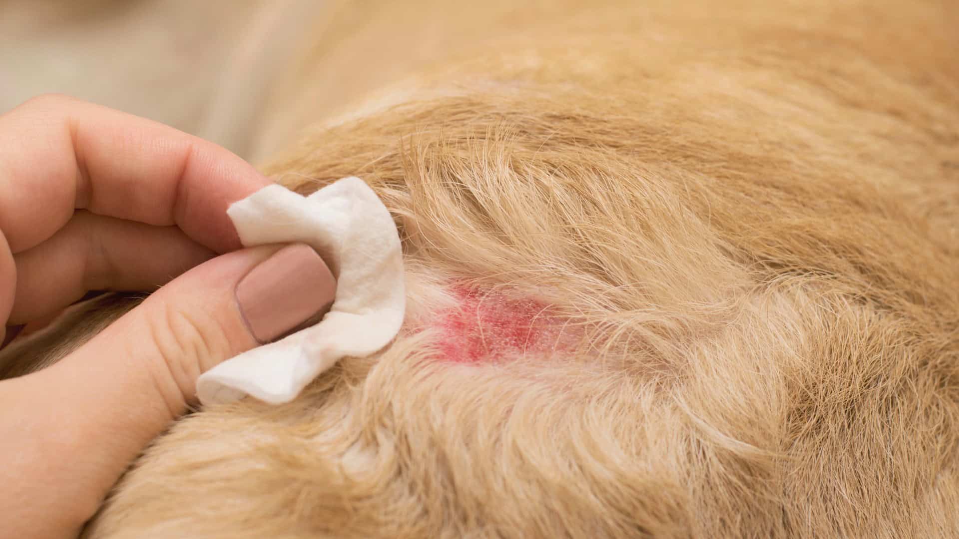 Understanding Allergies in Dogs