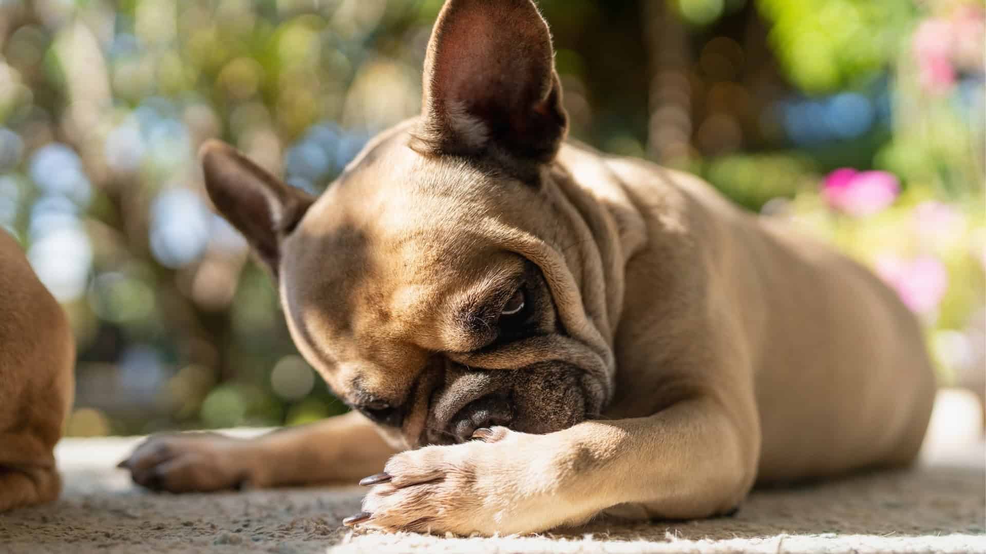 Can Itching in Dogs Be a Sign of Cancer