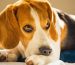 Can Itching in Dogs a Sign of Cancer