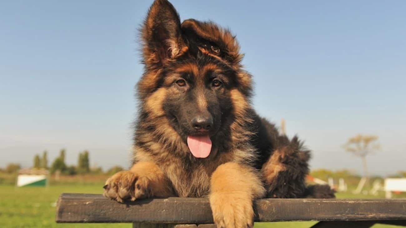 Can allergies in dog cause coughing