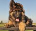 Can allergies in dog cause coughing