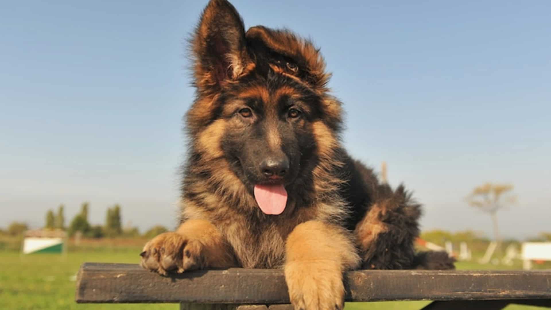 Can allergies in dog cause coughing