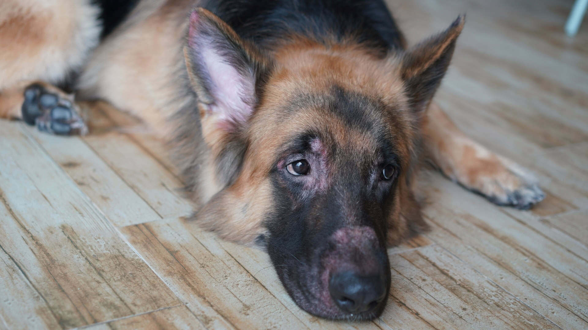 How Veterinarians Diagnose the Cause of Itching