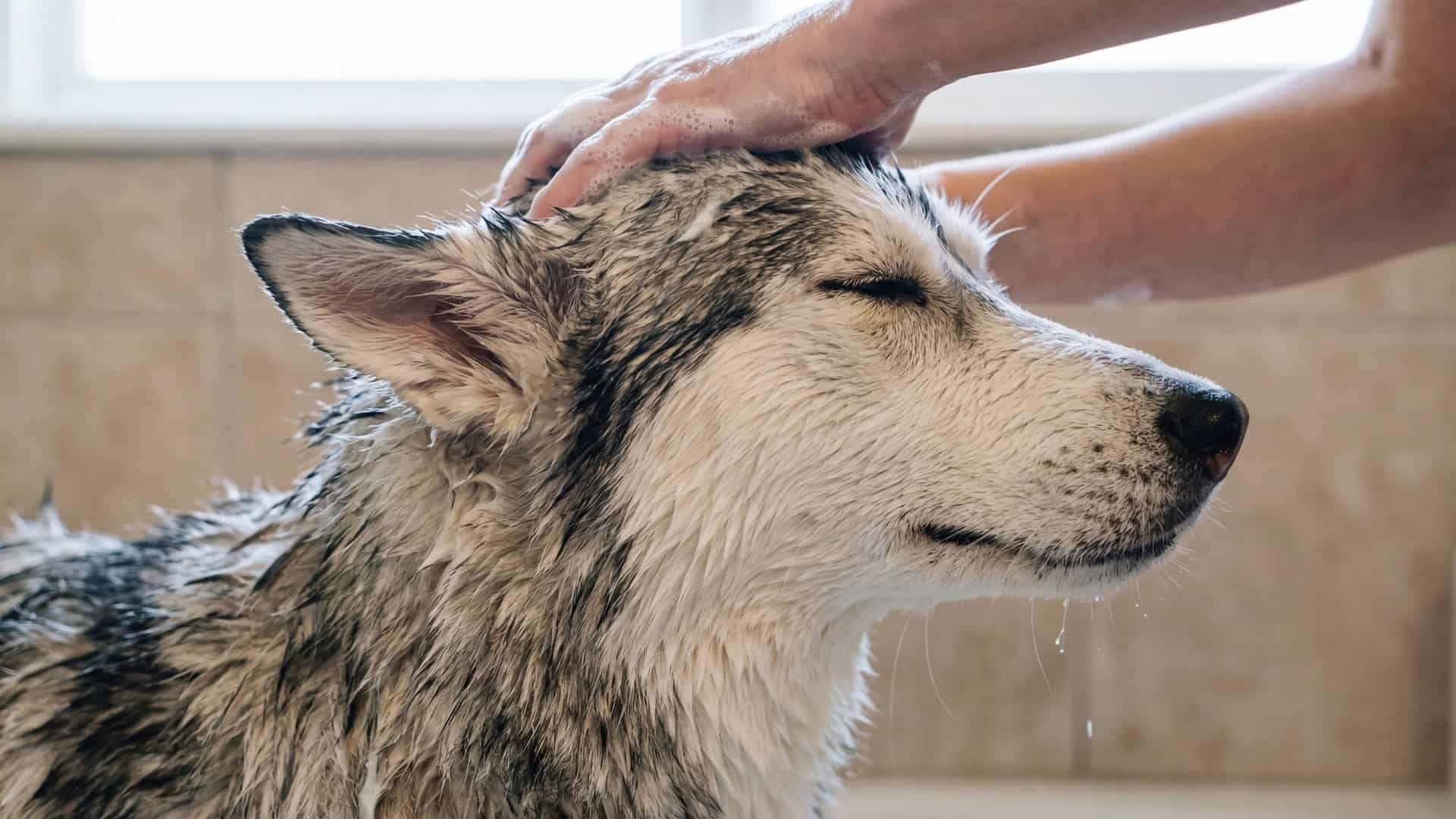 Managing Itching Dogs Safely