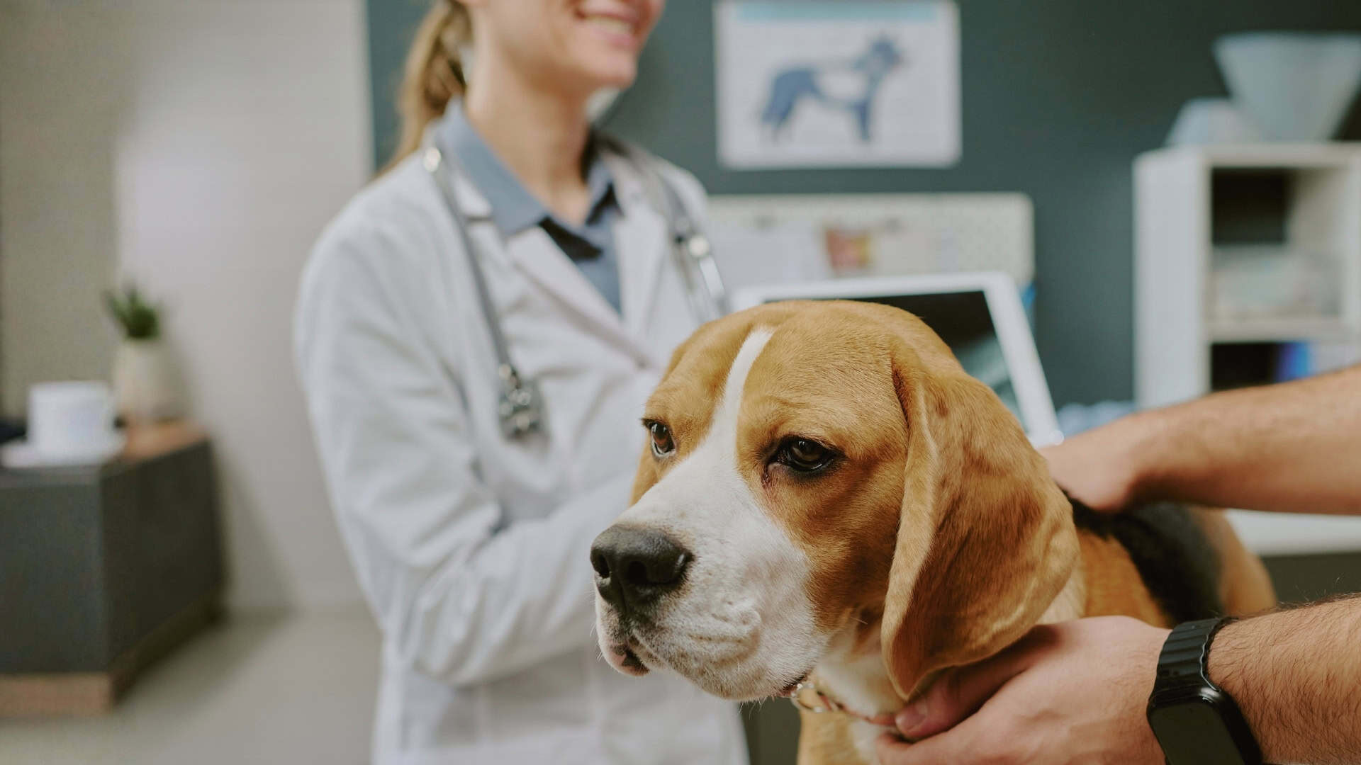 Managing Itching in Dogs Safely