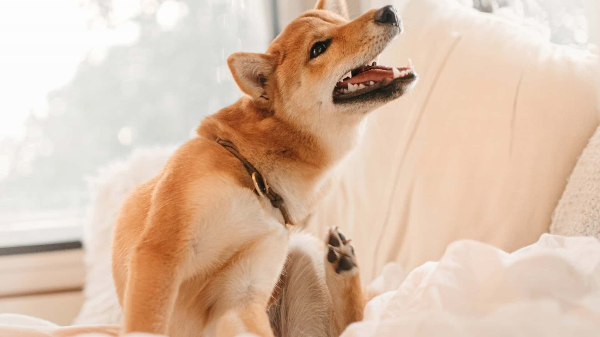 Understanding Itching in Dogs