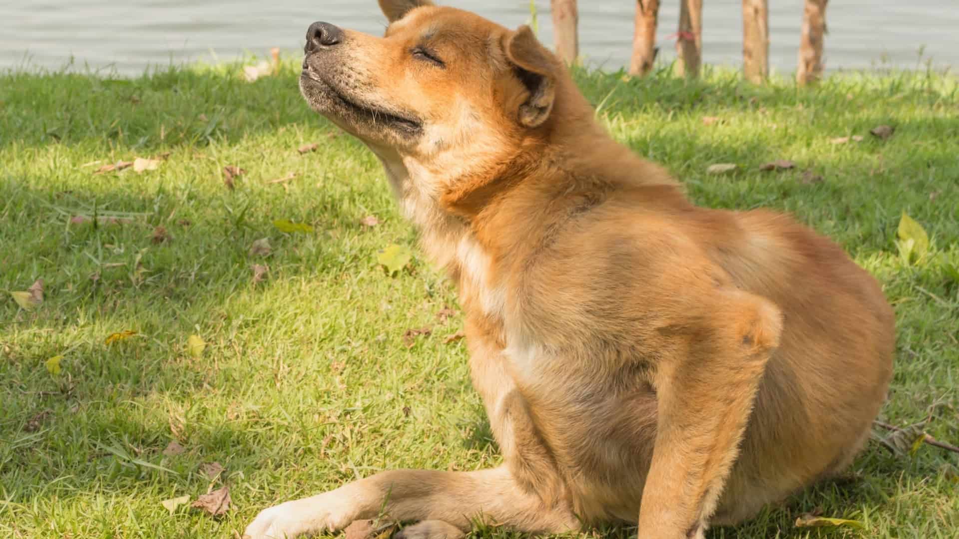 Warning Signs That Require Veterinary Attention