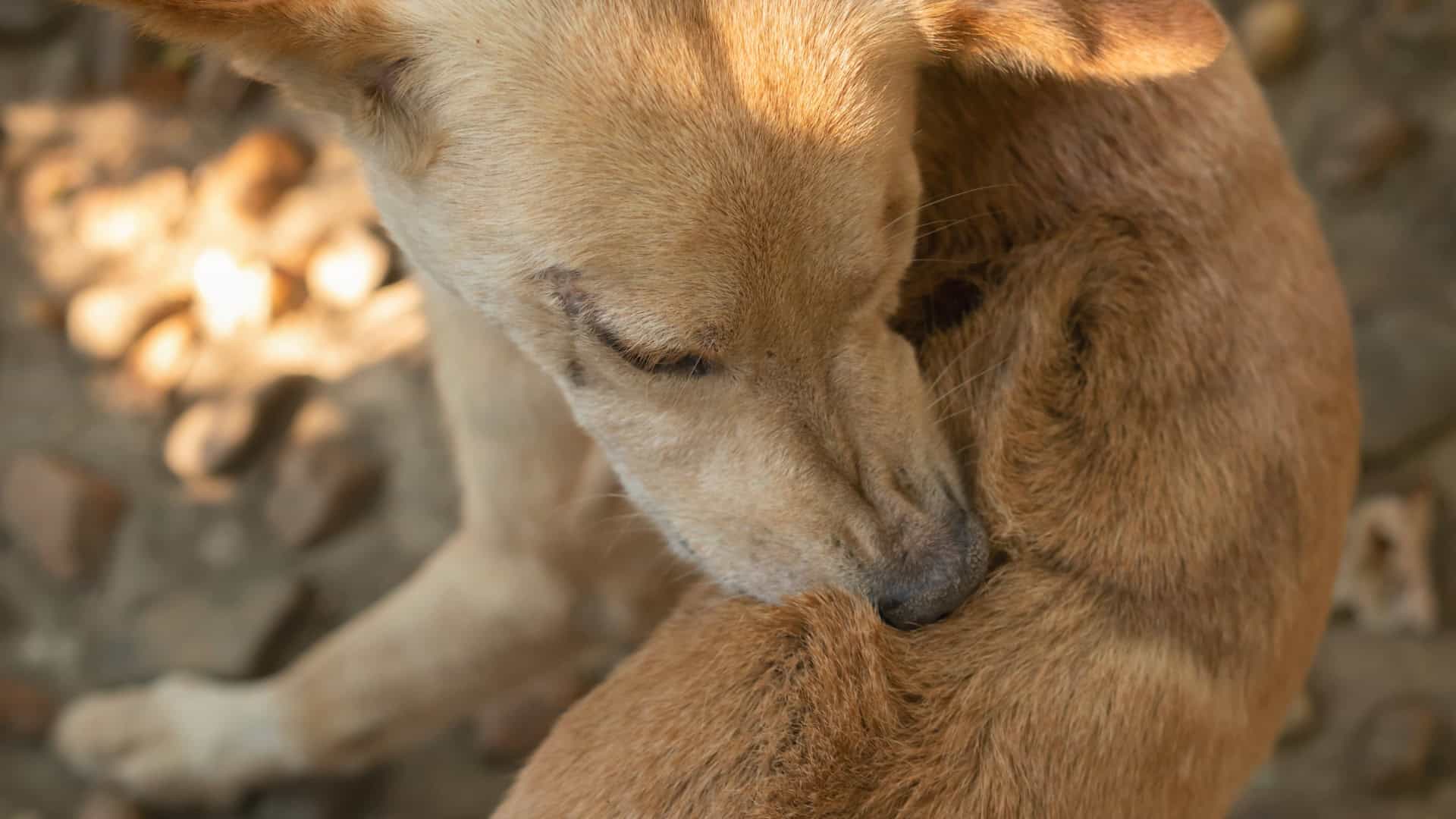 What Are Allergies in Dogs