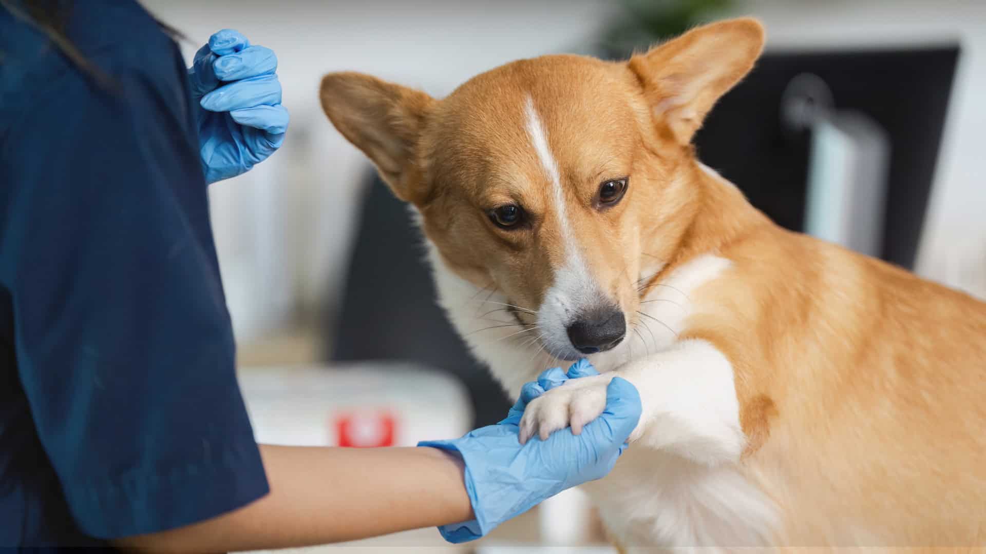 animal frequency therapy discs