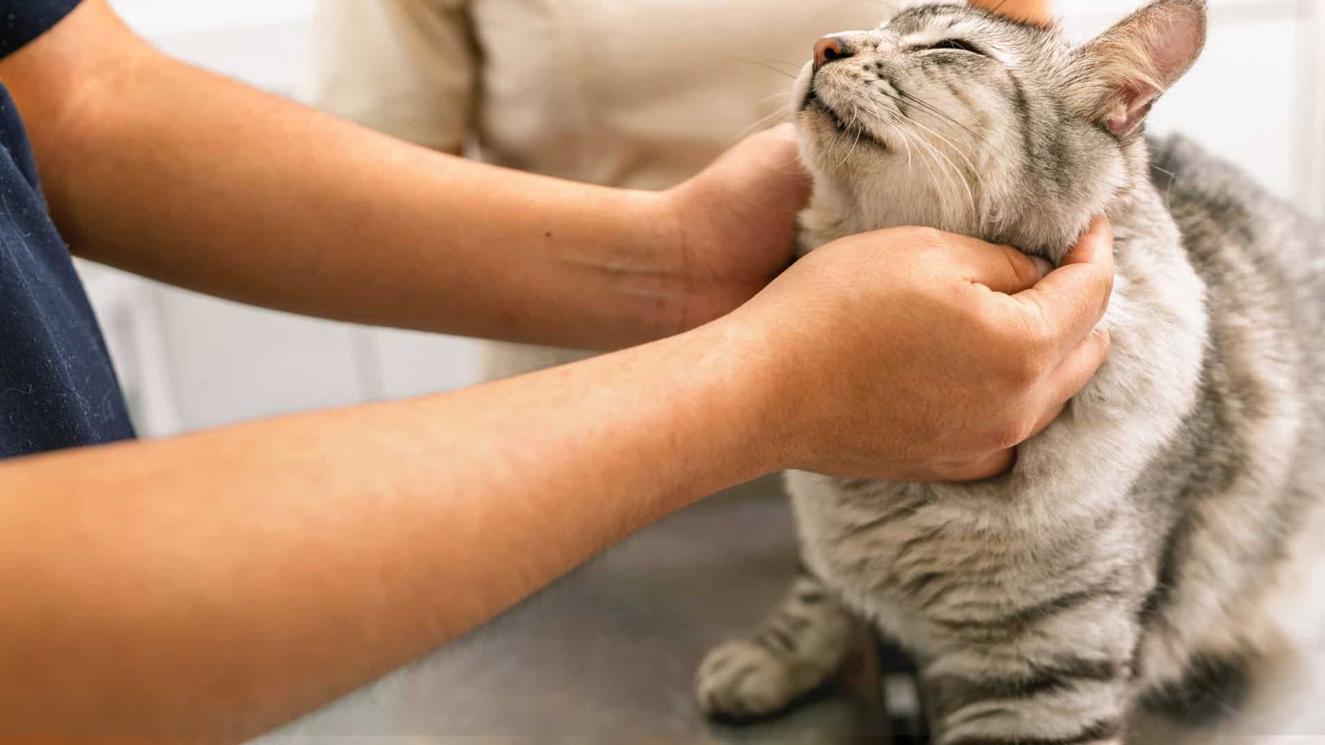 frequency therapy for animals