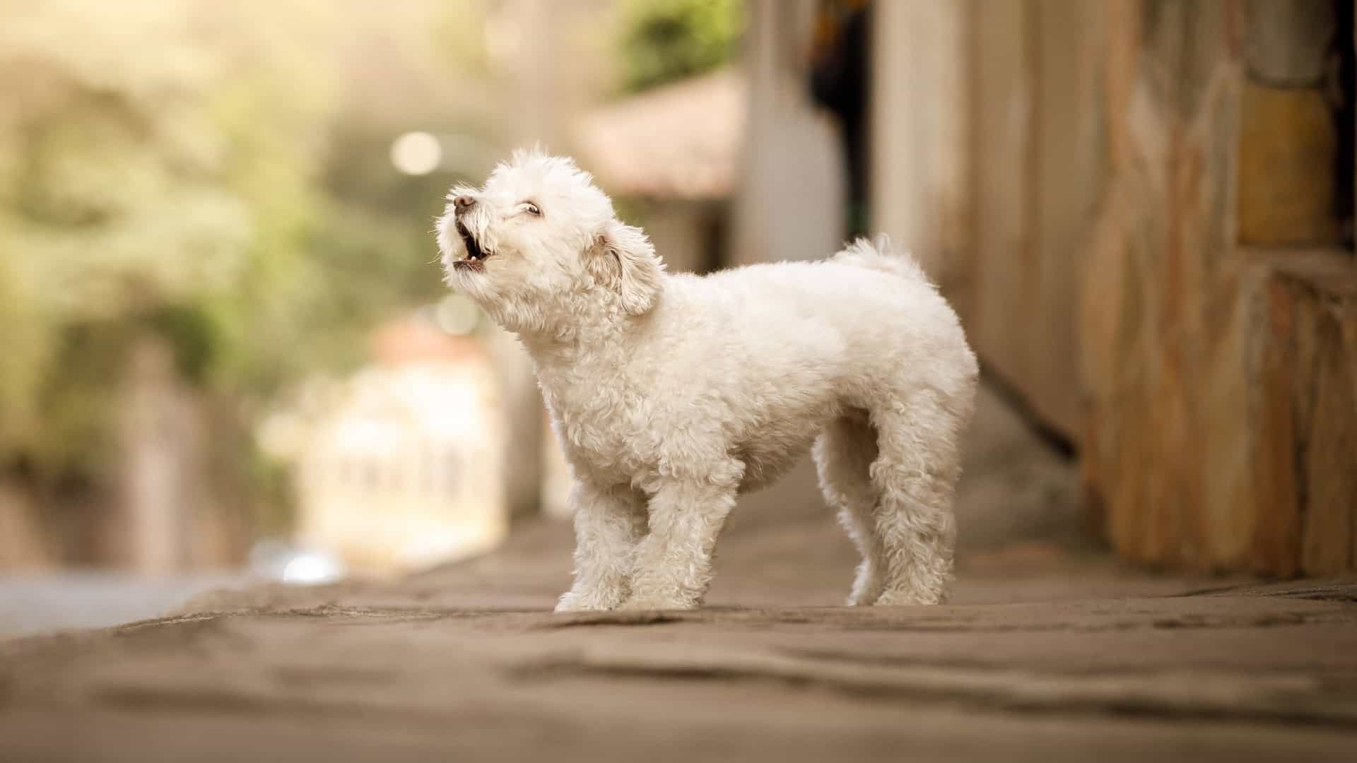 Excessive Barking or Whining