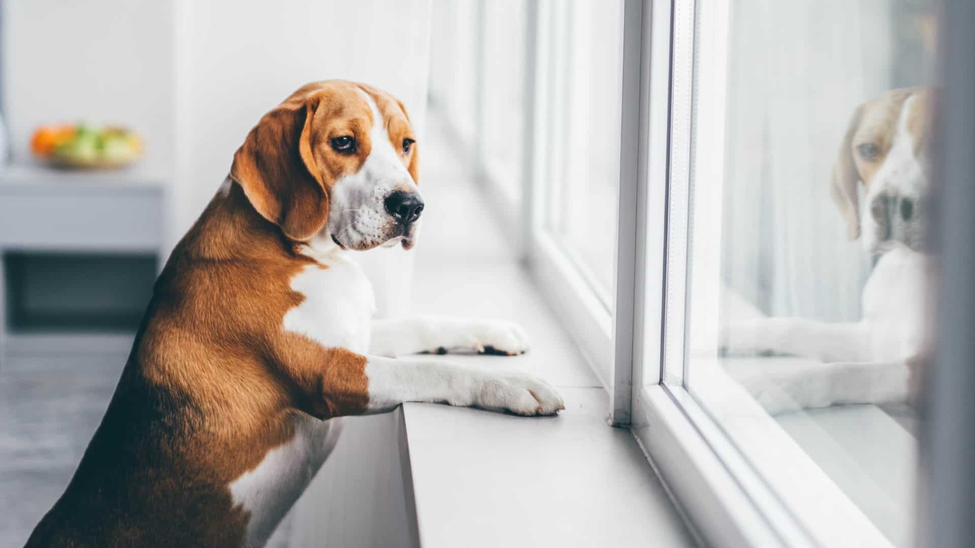 Anxiety in Dogs